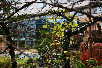 leaves on tree