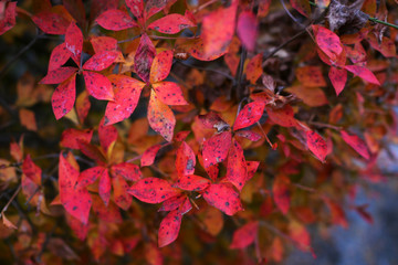 red maple leaves