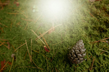 The pine cones fell on the ground and there was sunshine from above.