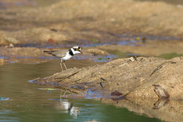 Bird in water