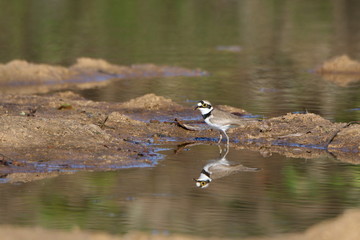 Bird in water