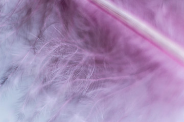 Closeup of the down feather of a bird. The bird's feather is close, pink fluff like seaweed or fairy trees, an abstraction of tenderness and lightness.