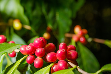 Close up bean coffee in nature