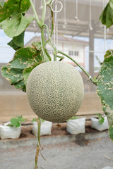Fresh Melon or Cantaloupe fruit on tree in farm
