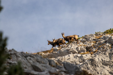 Chamois family looking towards camera