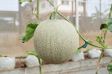 Fresh Melon or Cantaloupe fruit on tree in farm