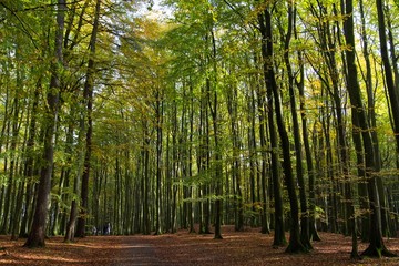 Obraz premium trees in the forest