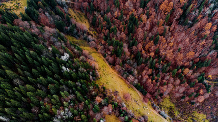 View from a drone to a glade and autumn forest in the Carpathian mountains.