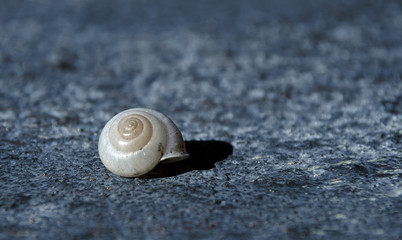 Snail Shell Macro