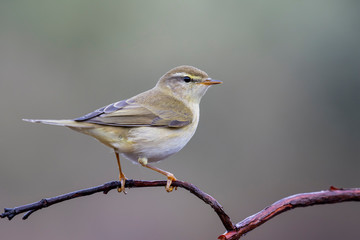 Common Chiffchaff (Phylloscopus collybita) perched on a branch
