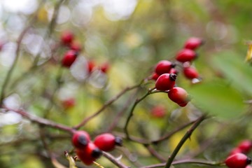 red berries of viburnum on branch
