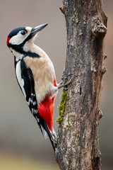 Adult male woodpecker perched on a log looking for food in winter - obrazy, fototapety, plakaty