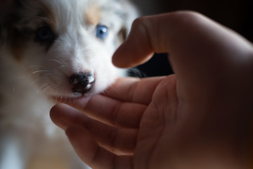 welpen