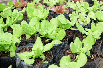 Organic lettuce farm