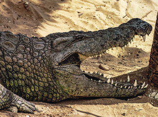 Nile crocodile (Crocodylus niloticus), dangerous crocodiles