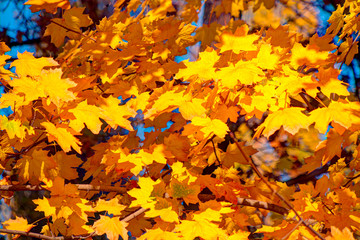 Autumn natural background with yellow leaves on a background against blue sky