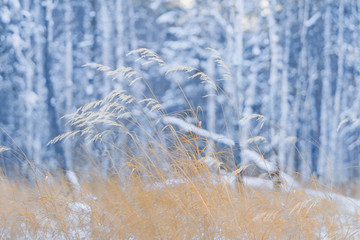 Image of dry yellow grass under snow on a blurred blue background. Winter forest.