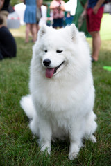close up on white samoyed dog on grass
