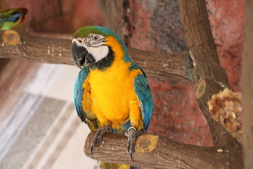 blue and yellow macaw