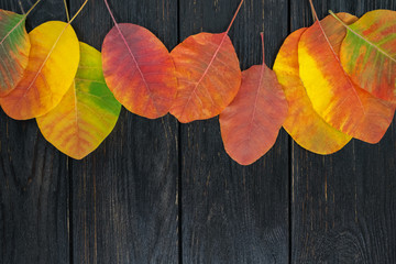 Autumn yellow leaves on a black vigorous background. Template for design.