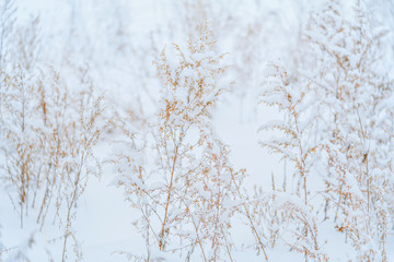 Naklejka premium The dried grass is covered with fluffy snow. Winter field background