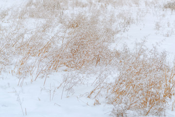 The dried yellow grass in the snow. Winter field background