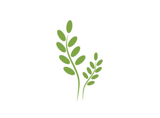 Green grass (beans, coffee, sprout). Gazon. Vector icon. web version.