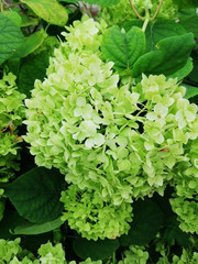 Closeup of green hydrangea  are blooming in spring and summer at a town garden