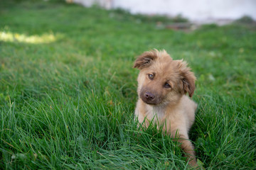 close up on cute brown mixed breed dog on grass