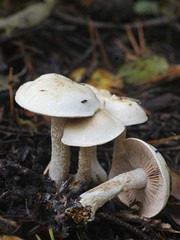 Hebeloma crustuliniforme, known as poisonpie or fairy cake mushroom