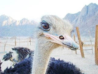 African ostrich closeup in the desert