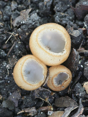 Humaria hemisphaerica, known as the hairy fairy cup,  brown-haired fairy cup or glazed cup, wild fungi from Finland