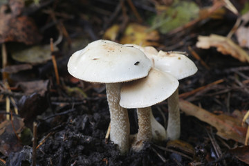 Hebeloma crustuliniforme, known as poisonpie or fairy cake mushroom