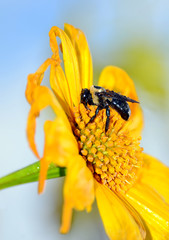 Bee Pollinating Mexican Sunflower
