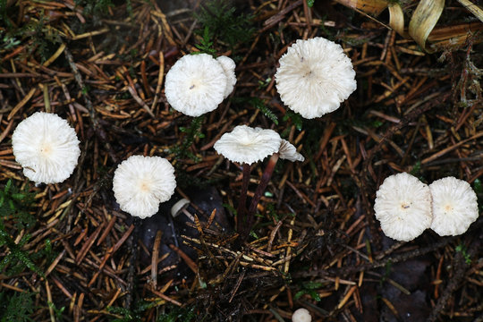 Gymnopus perforans, known as Stinking Parachute, wild mushroom from Finland