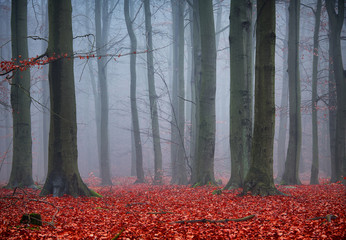 Dark forest covered with fog