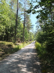 Fototapeta premium Path through dense pine forest und blue sky and sunshine near Nuremberg, Germany