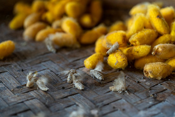 Silkworm Flapping its wings. Crafts and craftsmanship. Silk raising for silk threads. Row of bamboo weave, a worm cocoons basket. Selective focus.