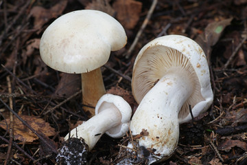 Tricholoma stiparophyllum, known as the white knight or chemical knight, wild mushroom from Finland