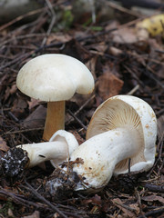 Tricholoma stiparophyllum, known as the white knight or chemical knight, wild mushrooms from Finland