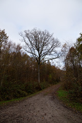 Baum in Schwäbisch Hall