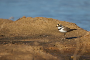 Bird by the lake