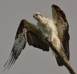 Wild as The Wind Osprey