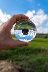 Green Field with a Tree in a Lensball, Mazzarino, Caltanissetta, Sicily, Italy, Europe