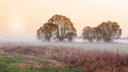 jesienny mglisty poranek na Podlasiu