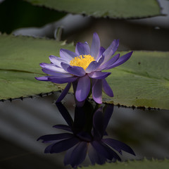 Relection of blue and white water lily © Mike
