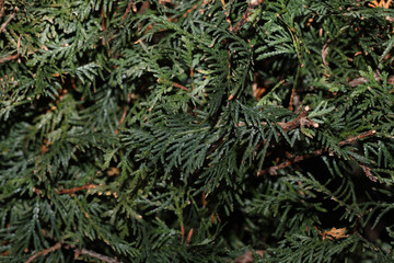 Closeup of green leaves of Thuja trees. Thuja occidentalis is an evergreen coniferous tree. Platycladus orientalis also known as Chinese thuja