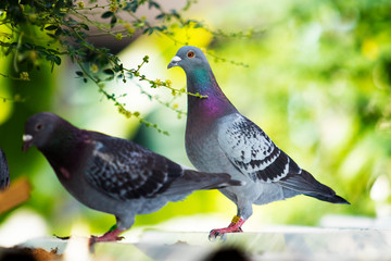portrait of homing pigeon bird in green park