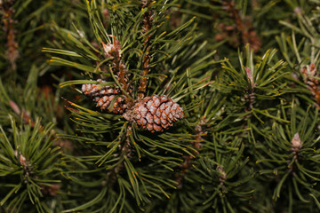 Fototapeta premium Young cone on the pine-tree. Texture. Natural blurred background.