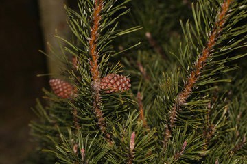 Young cone on the pine-tree. Texture. Natural blurred background.